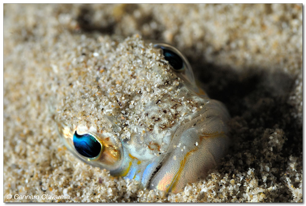 Un cattivo soggetto (Trachinus draco)